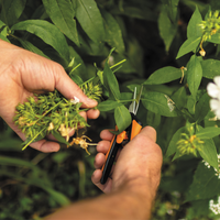 Solid™ Pruning Micro-Tip Snip (SP130) | PREORDER MARCH